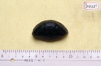 藏品(碎骨一塊)的圖片